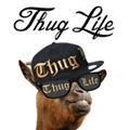 Thug Life Maker iOS|Thug Life Maker V2.5 ֻƻ 