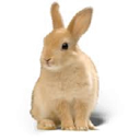 hare for mac-hare mac v2.5.2