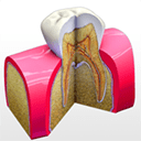 tooth anatomy for mac-tooth anatomy mac v1.0