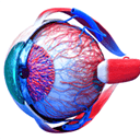 eye anatomy 3d for mac-eye anatomy 3d mac v1.0
