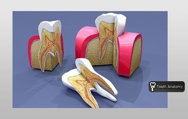 Tooth Anatomy Mac