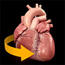 
heart 3d atlas of anatomy for mac-άͼmac v1.0.5